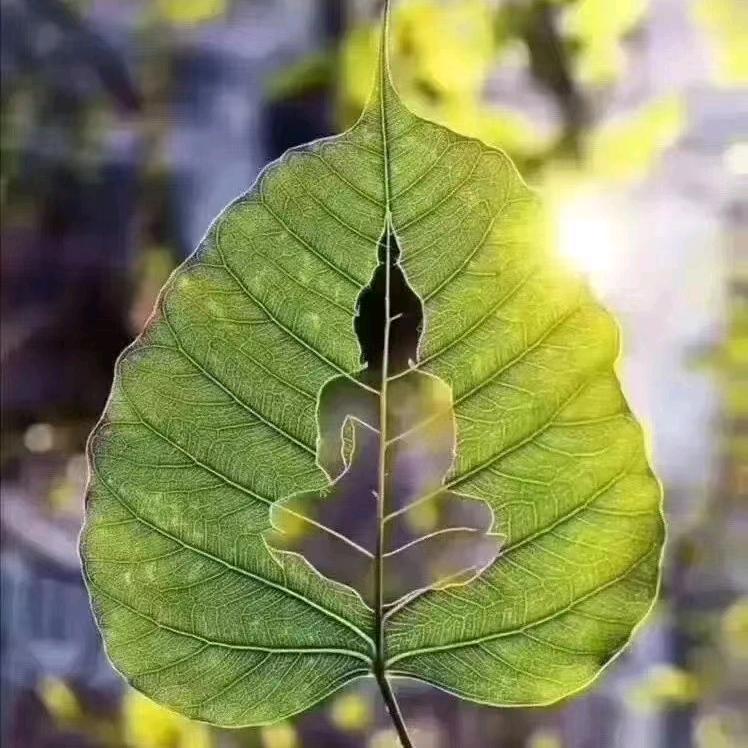 玉琳