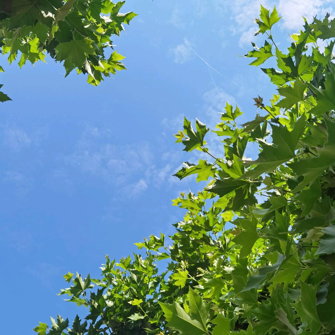 晨曦8438037523065