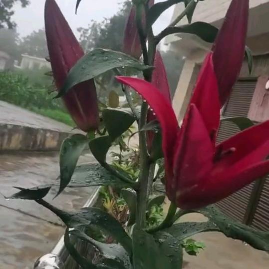 怎么了妹子感冒了