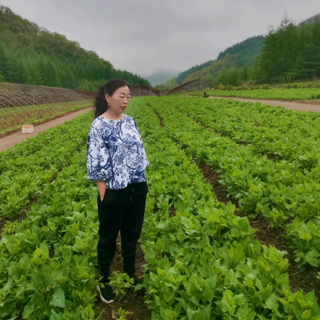 野菜之乡_
