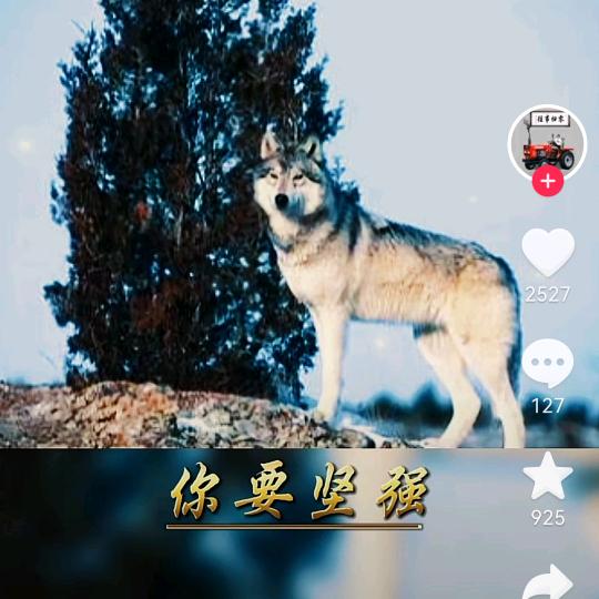 🐺狼王狼的传人🐺