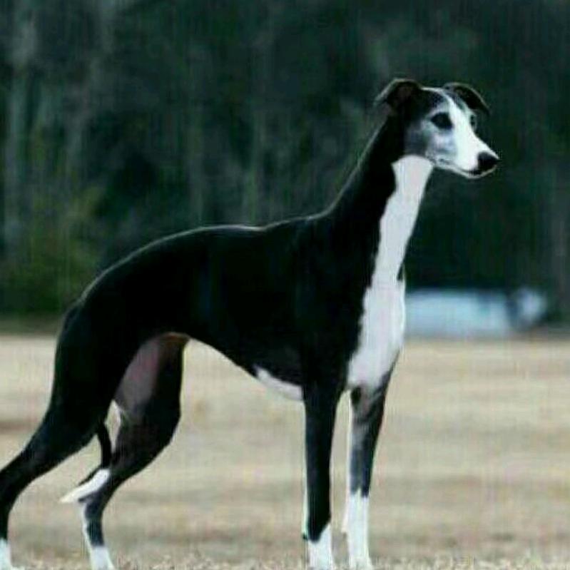 三哥诚信猎兔犬舍