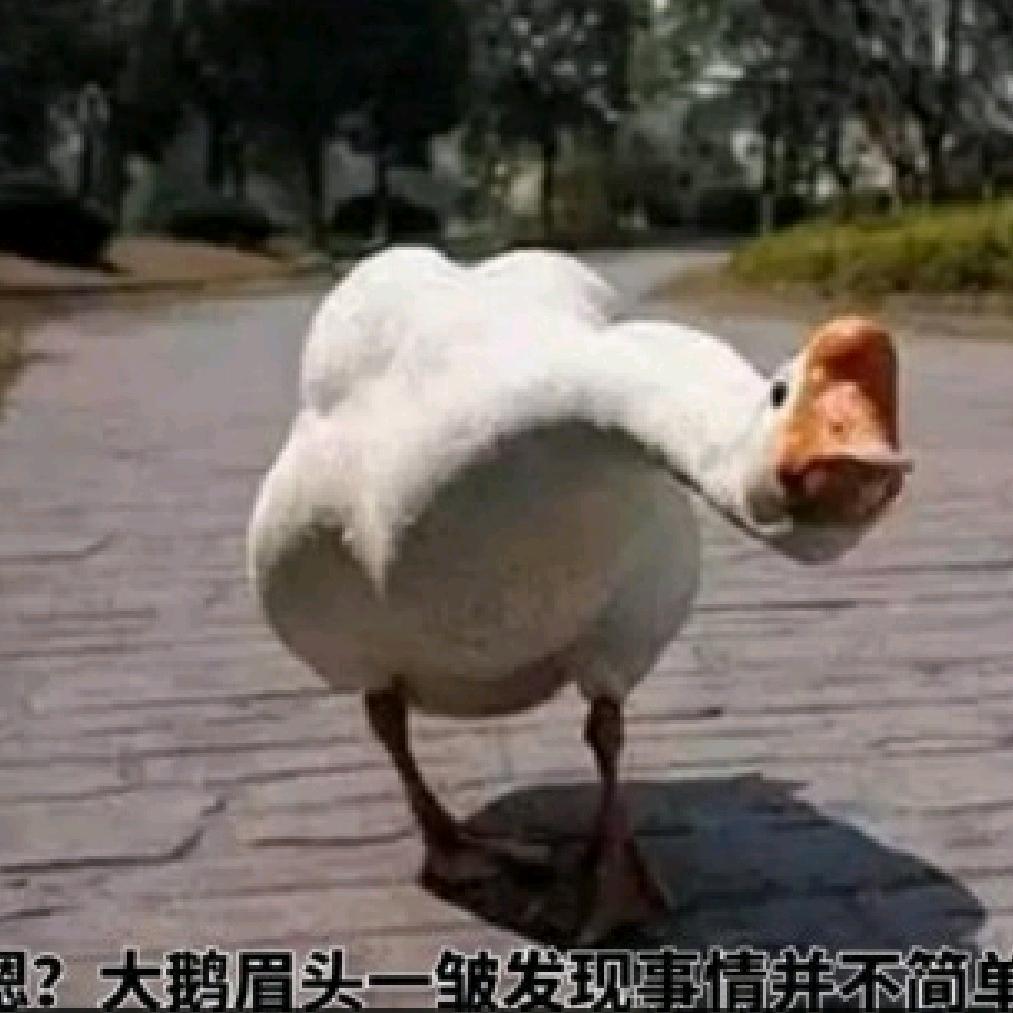 大ne老师头像