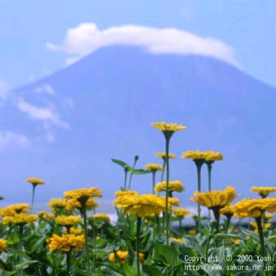 半亩花田🌹