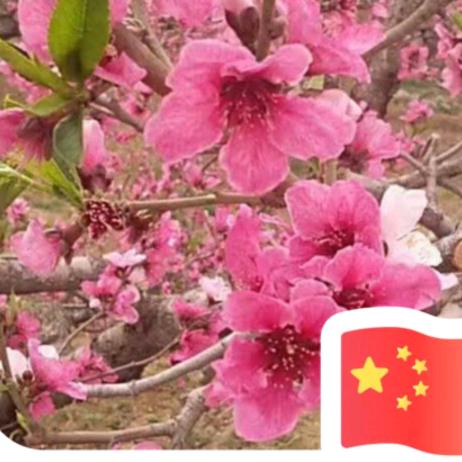 花姐。。。