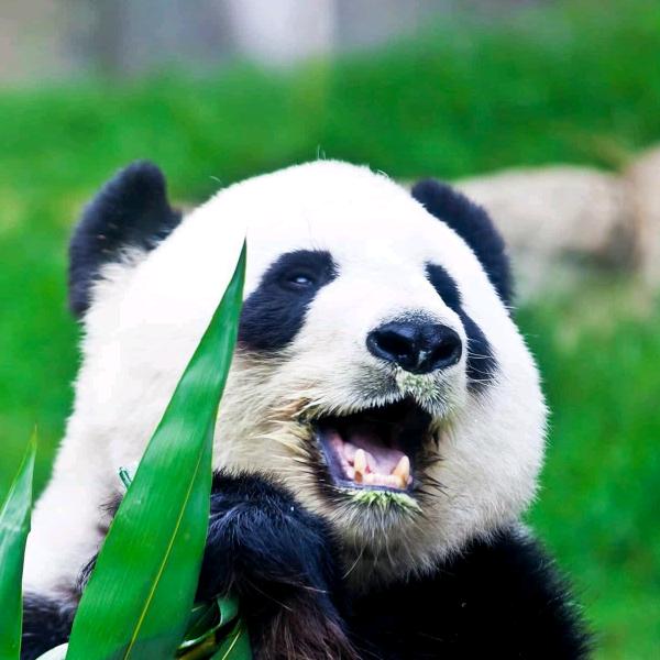 淡淡的烟草味