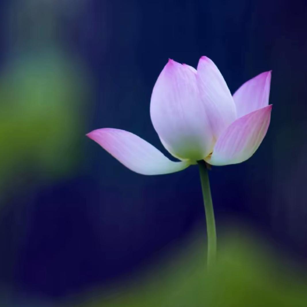 『不染 濯清涟而不妖』