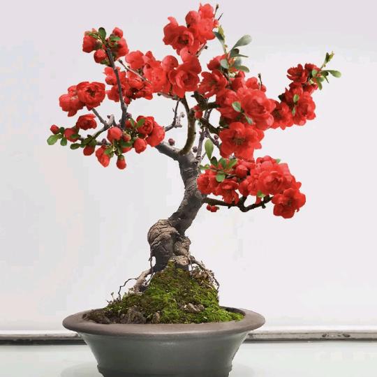 云朵拉🧚‍♂️