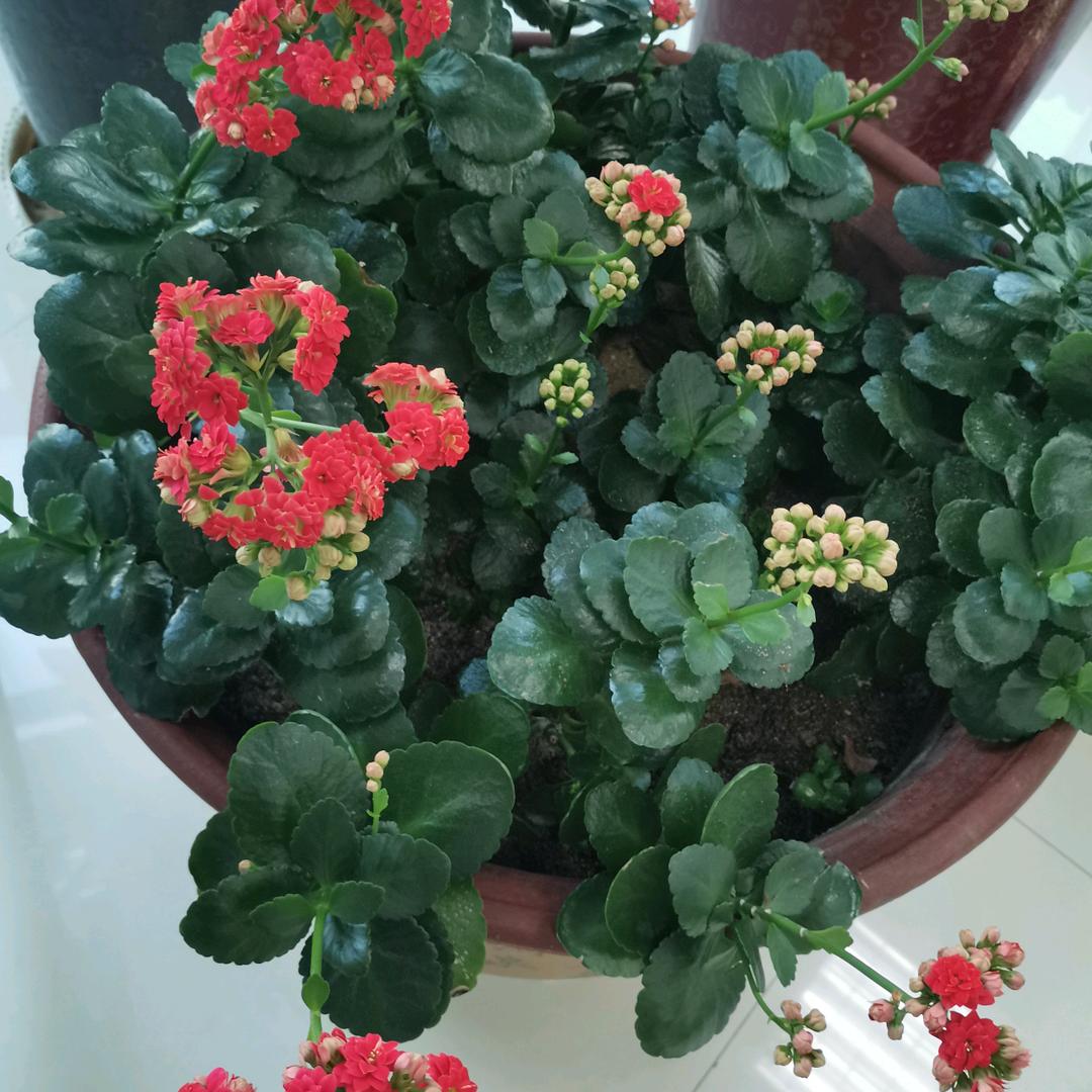 图腾（美丽沂蒙）