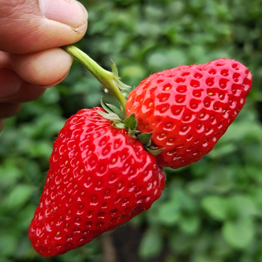 种了个草莓🍓