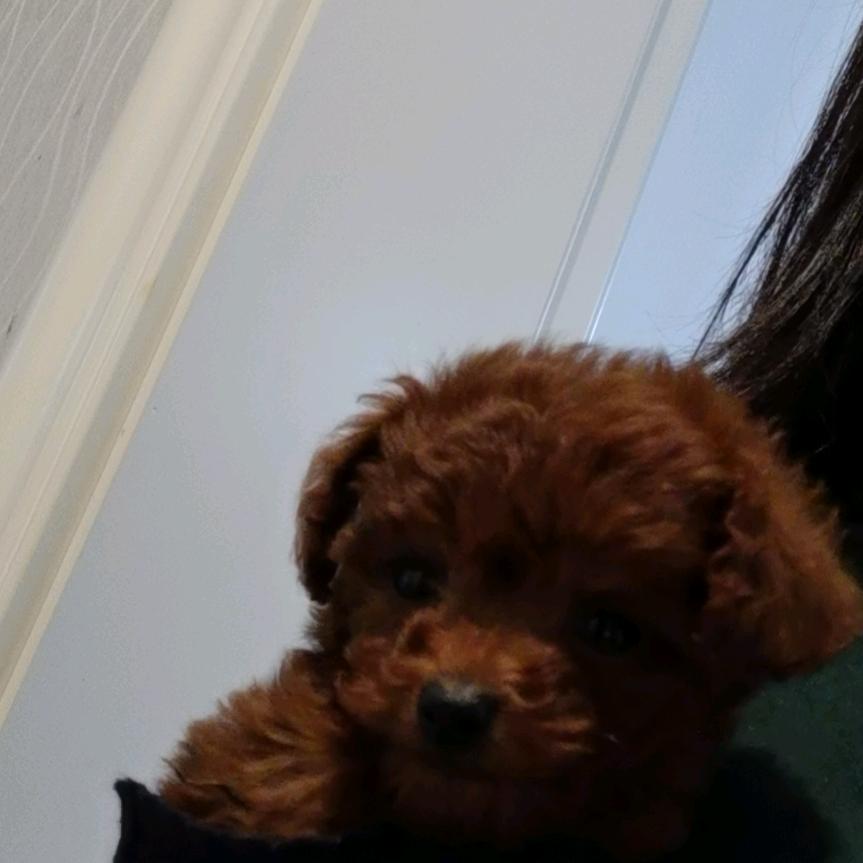 👑家有卷宝🐶