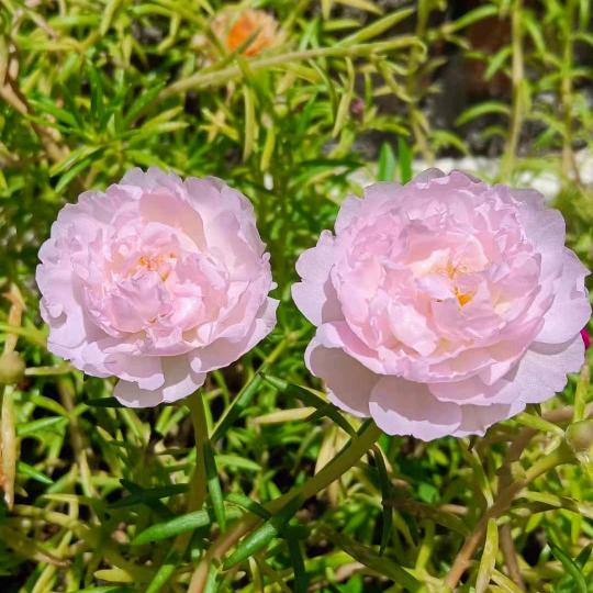 严冬盛开的雪莲花🌸