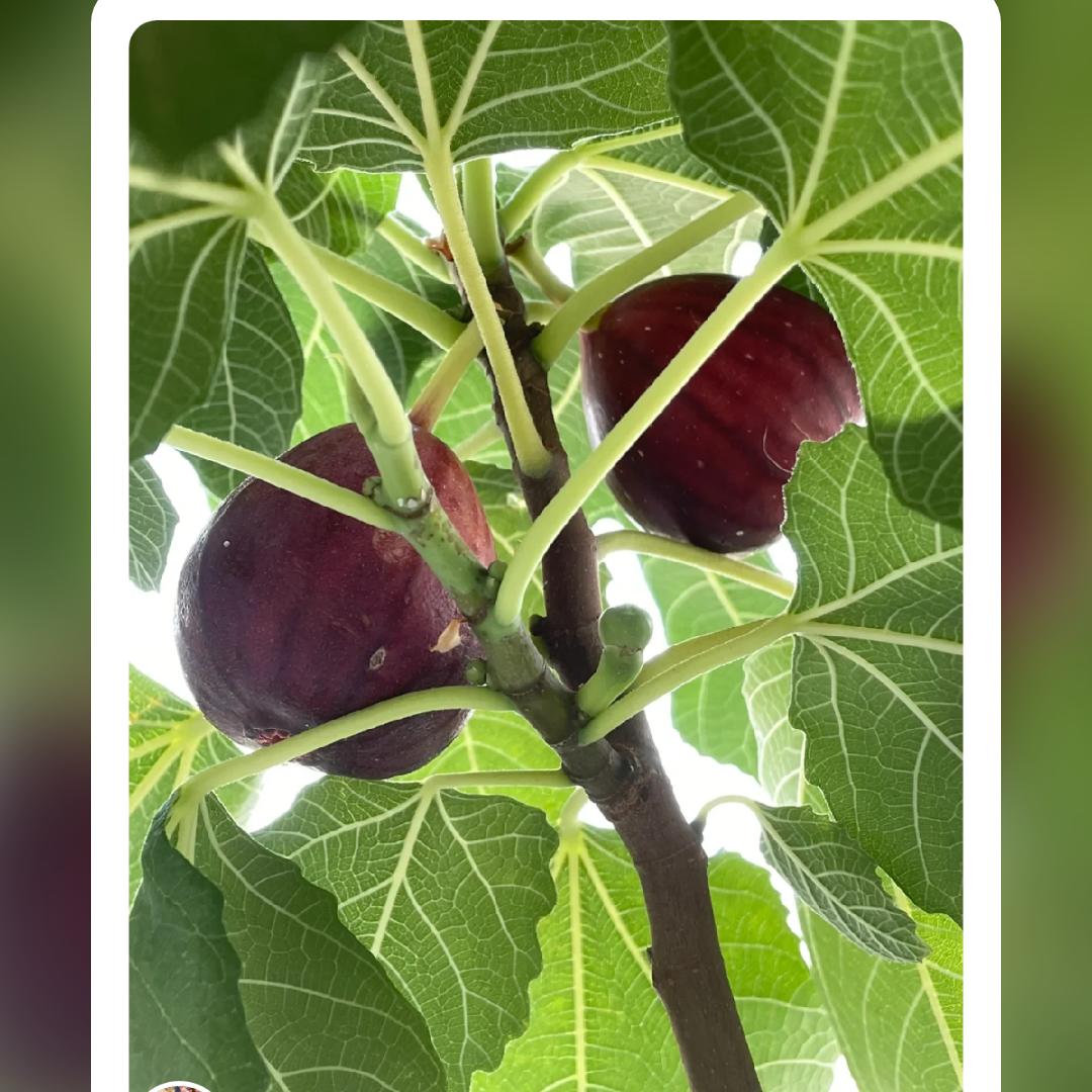 农业种植合作社