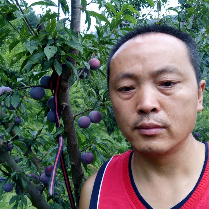眉山种桔橙-春歌