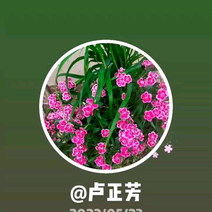 芦家二姐