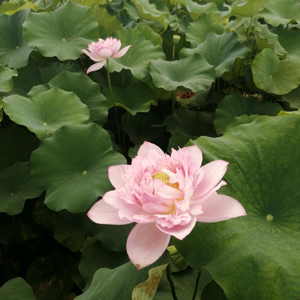 弘农郡🌾木易🐇