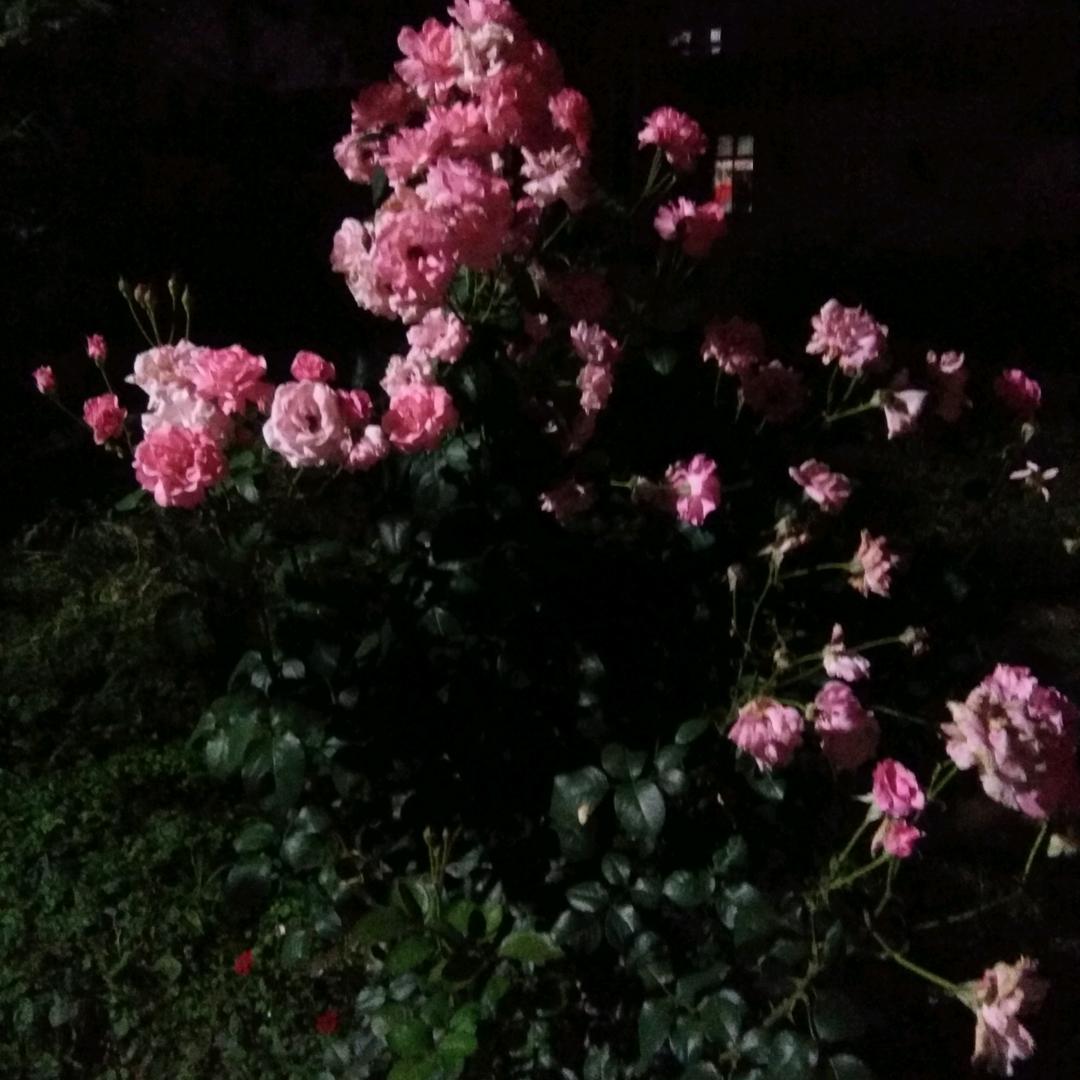 四川杨六郎