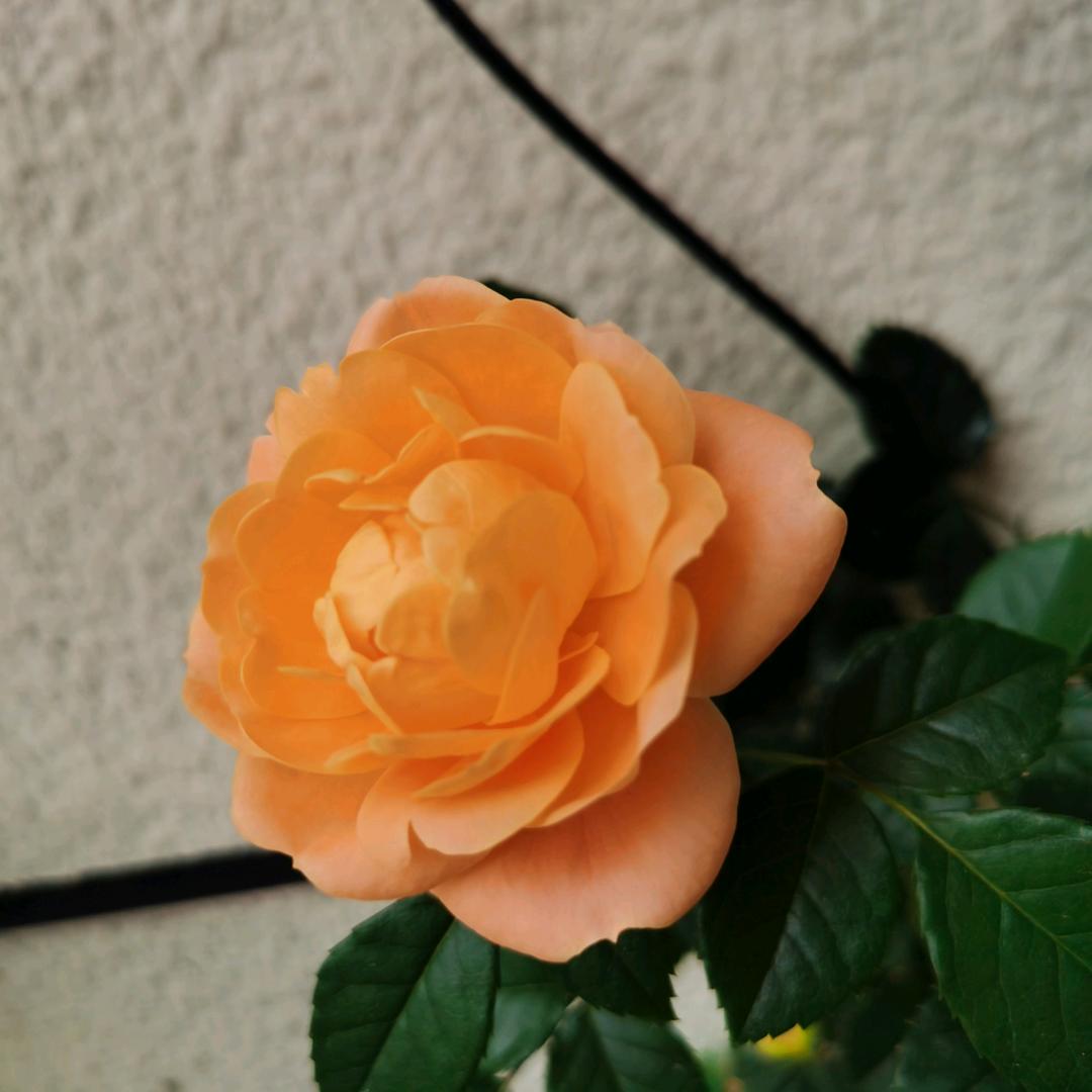 设置一个新名字