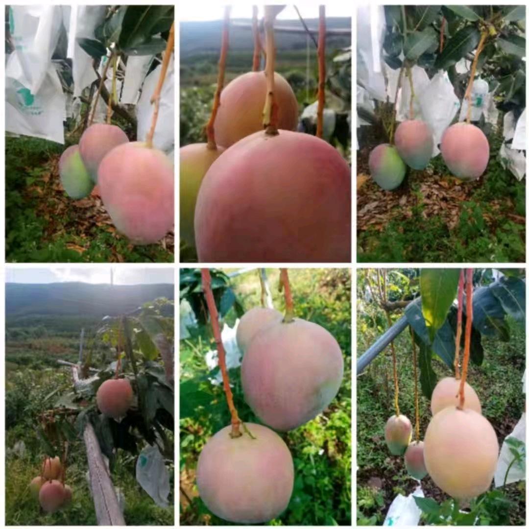 凤儿🤔鲜果优派😃有关必回