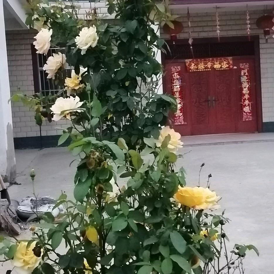 半斤不醉