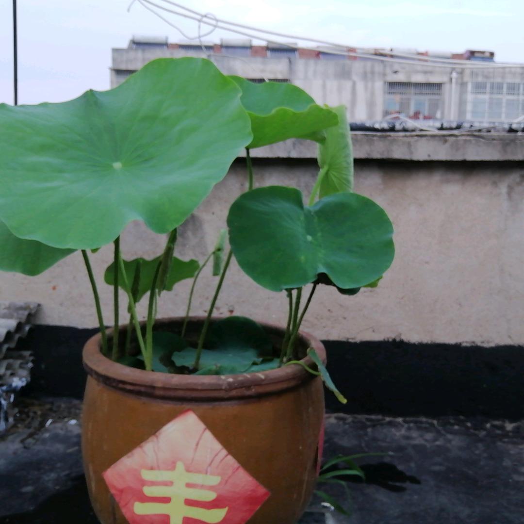 天山剑客