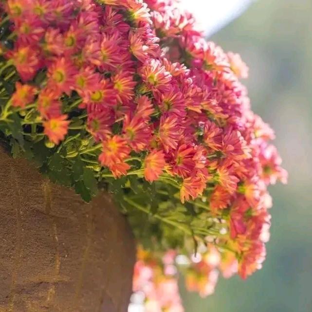 🌷顺其自然🌹