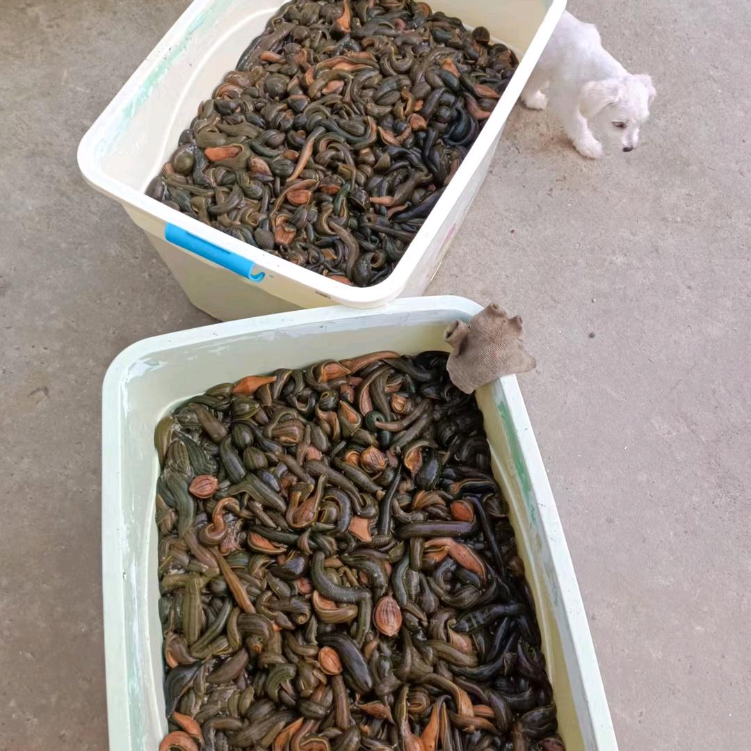蚯蚓蚂蝗专供