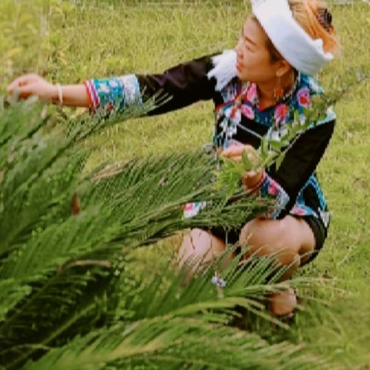 玫瑰