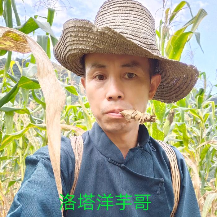 洋芋哥（户外探险直播）