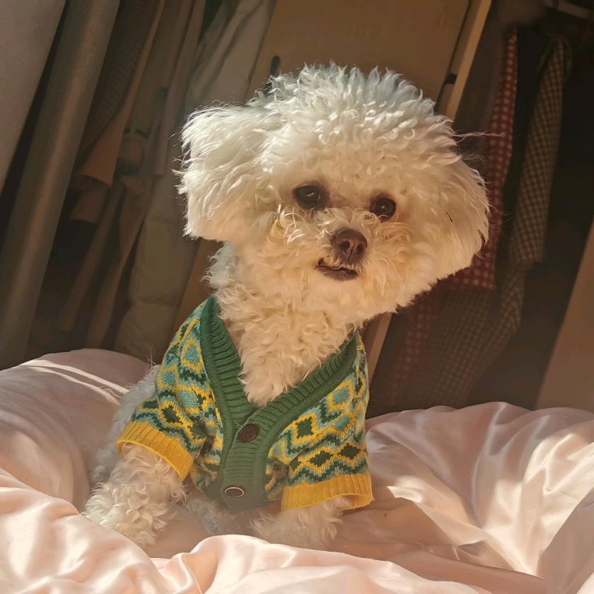 🐶皮皮和七多👶