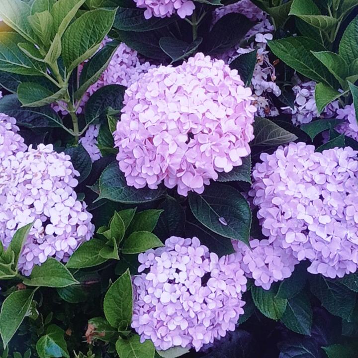 小潘潘
