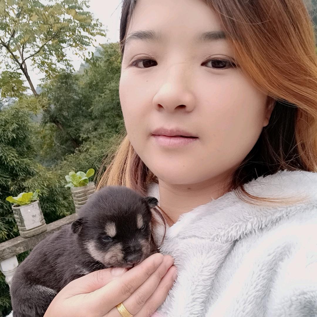 吴霜（与她的一群田园犬）