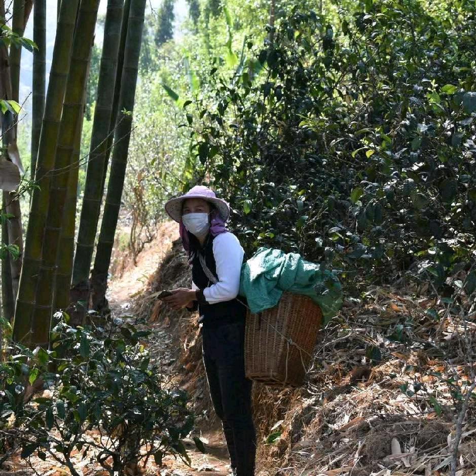 澜沧、邦崴、小坝（卢三）茶坊