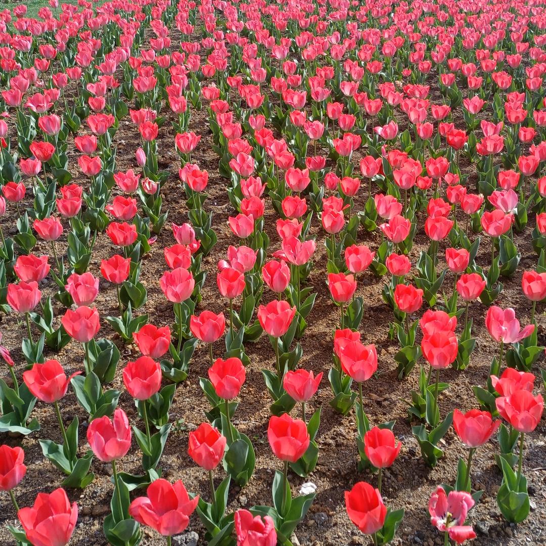 yzx是太白的大哥