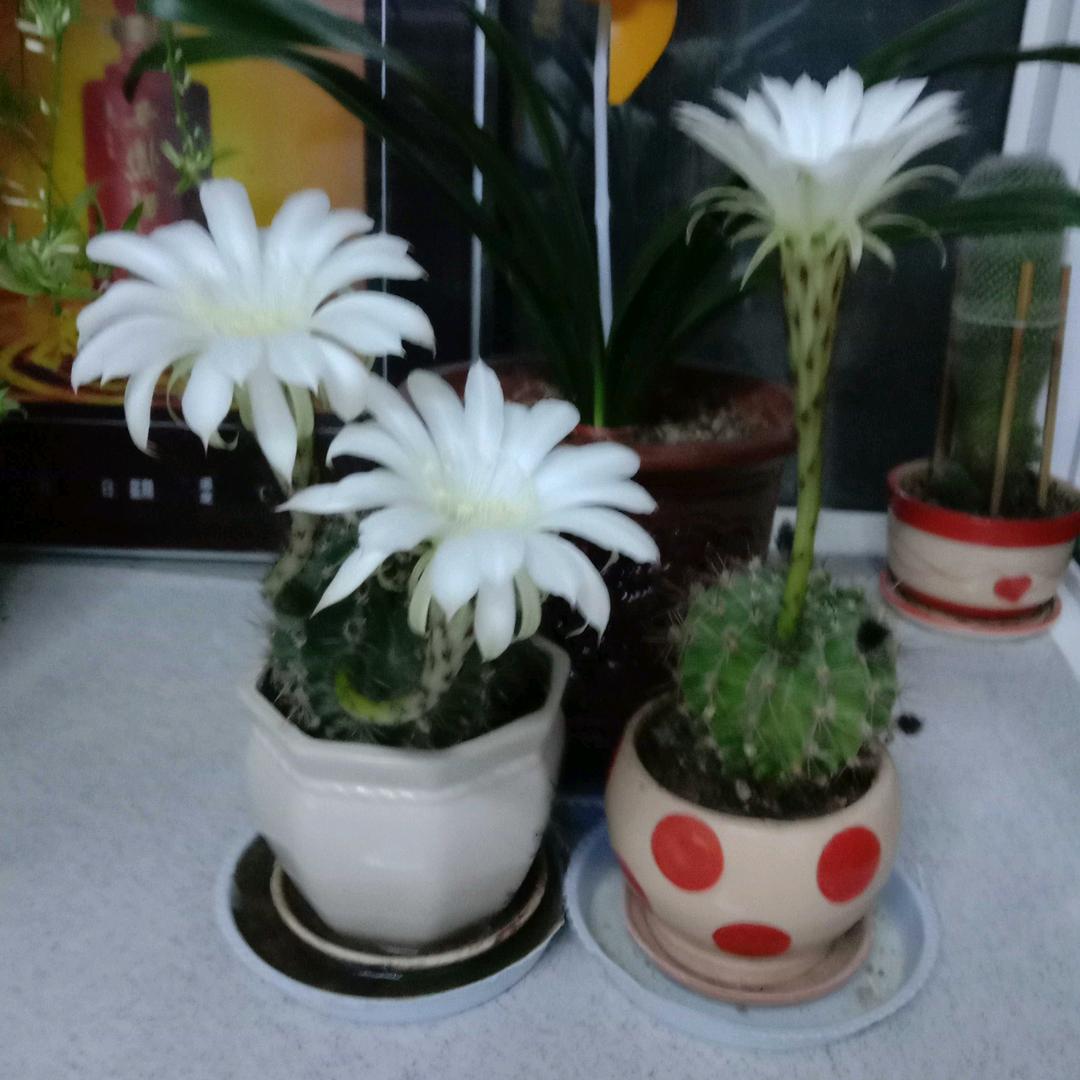 老大