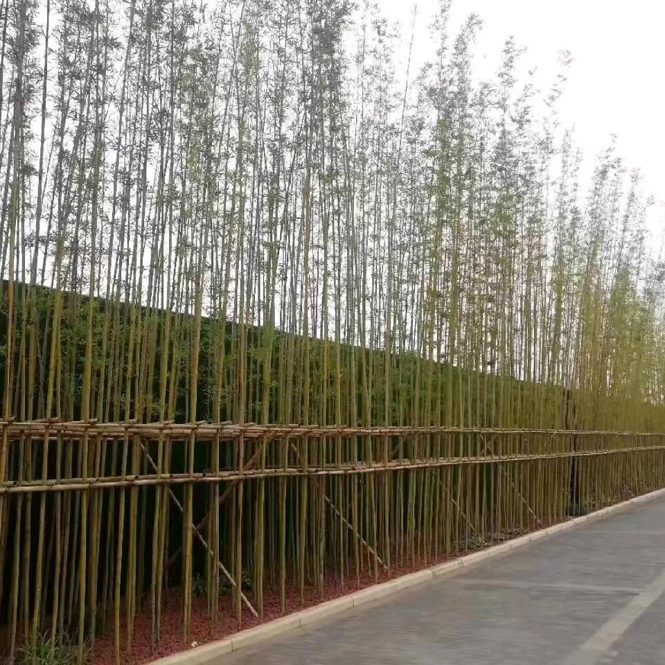 张龙（河南景观工程园林绿化苗木供应链）