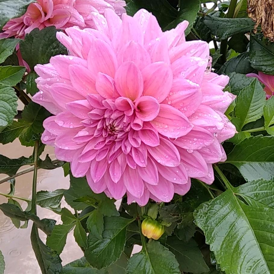 🌺 🌺 永往直前🌺 🌺