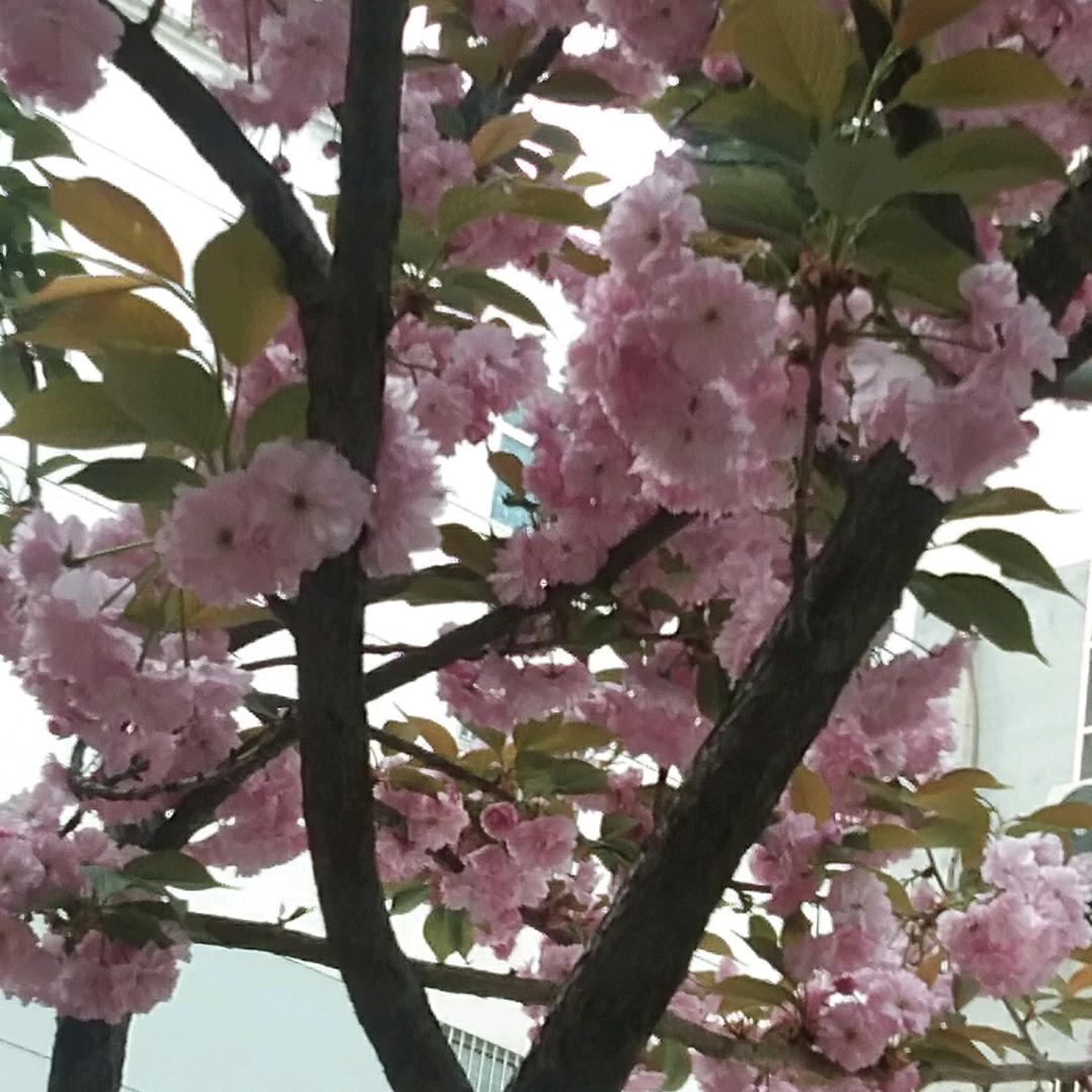 伤不起