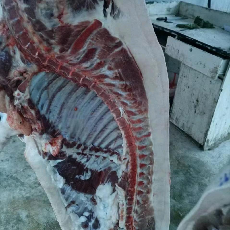马五黑猪肉