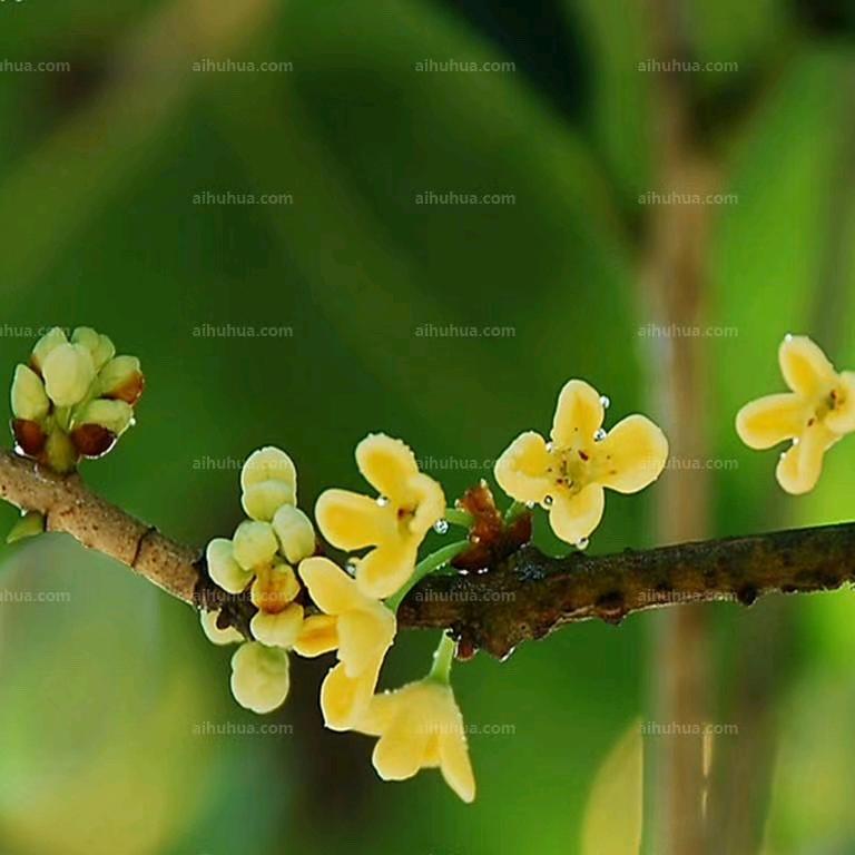 白云悠悠