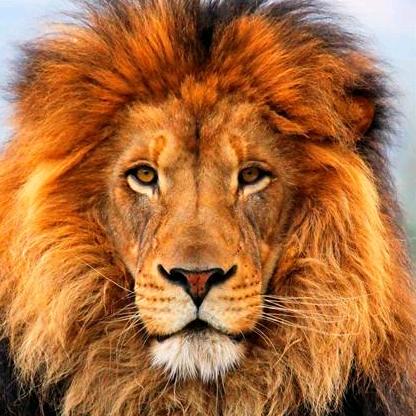 🦁淡然