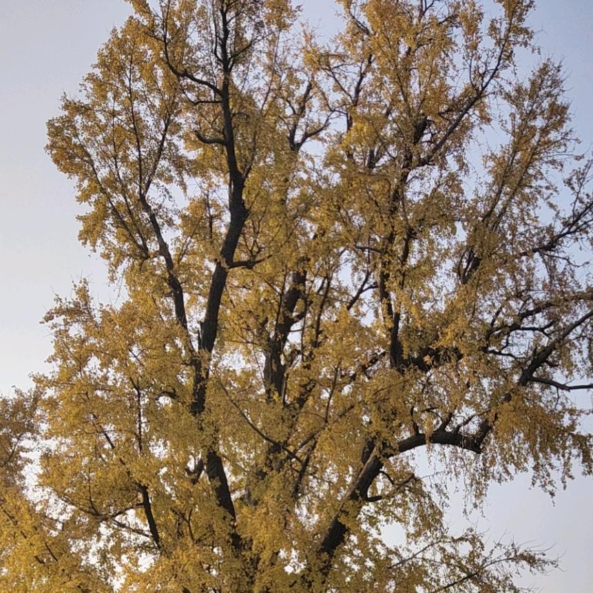 蓝枫萧瑟💕🍁