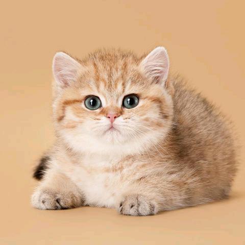 武汉厂家圆圆——中青年妈妈装