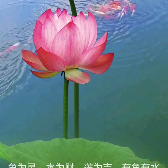 阅己