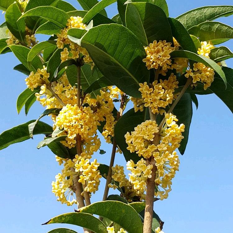 忘不了的桂花香