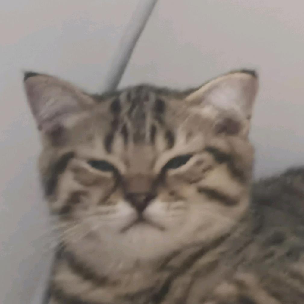 田甩甩