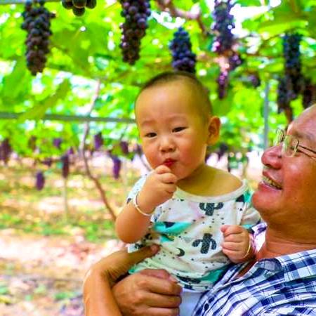 巢湖市黄麓果业(葡萄)有限公司