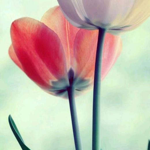 芬芳的树叶（71年的🐷）