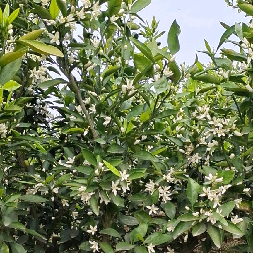 你若不离，我必将不弃