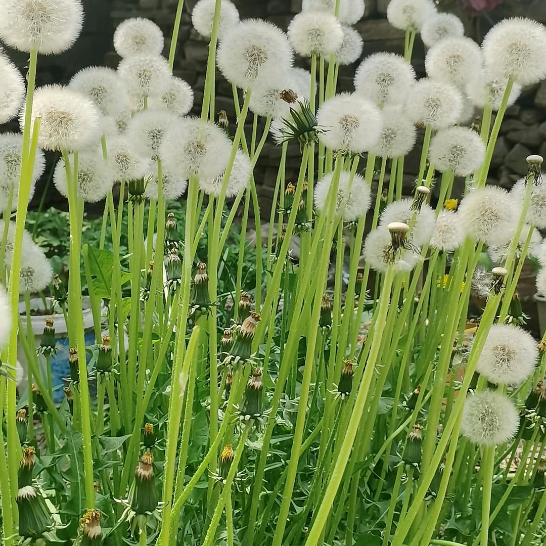 振新农业